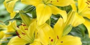 Yellow Lily Flower