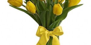 Yellow Tulip Flower