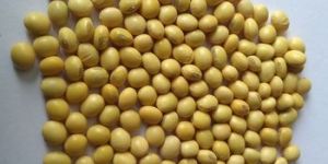 Origin Soybean Seed