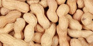 Raw Groundnut