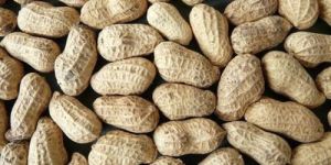 Whole Groundnut