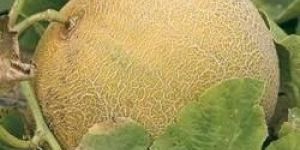 Yellow Fresh Muskmelon