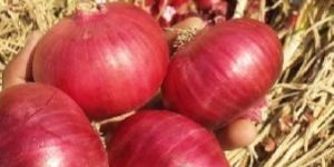 Onions