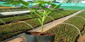 Malabar Neem Plants( Melia Dubia)