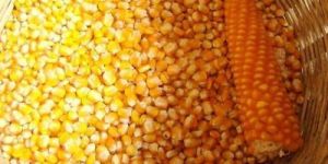 Pure Maize Seeds