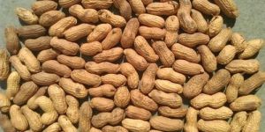 Pure Shelled Peanuts