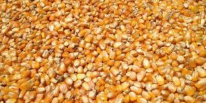 Whole Maize Seeds