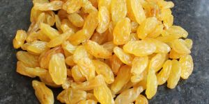 Yellow Raisin
