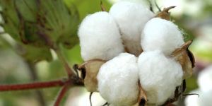 Raw Cotton