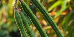 Fresh Short Drumstick