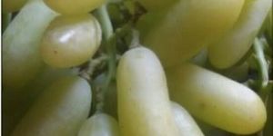 Long Green Grapes