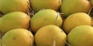 Organic Fresh Mango