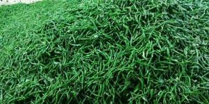 Organic Green Chilli