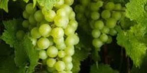 Round Green Grapes