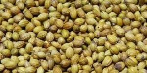 Natural Coriander Seeds