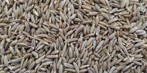 Natural Cumin Seeds