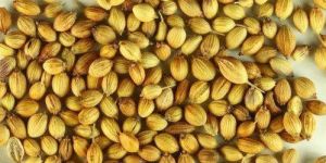 Raw Coriander Seeds