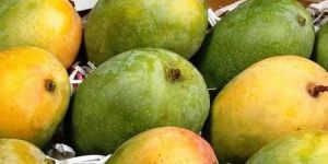 Natural Kesar Mango