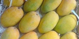 Organic Kesar Mango