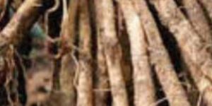 Organic Shatavari Root