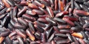 Organic Black Rice