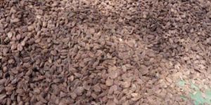 Organic Large Cardamom