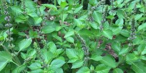Holy Basil