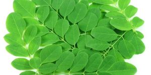 Moringa