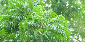 NEEM PLANTS