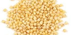 Organic Millet Seeds