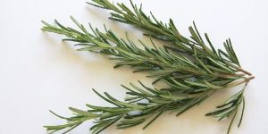 Rosemary Herbs