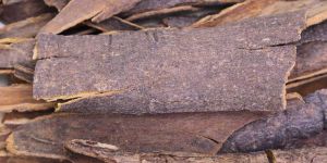 Dried Cinnamon Stick