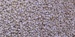 Natural White Sesame Seeds