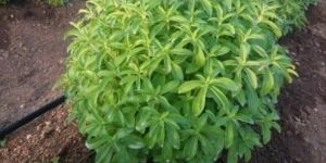 Stevia Plants