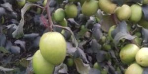Apple Ber Plants