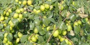 Green Apple Ber Plant