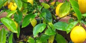 Kagzi Lemon Plant