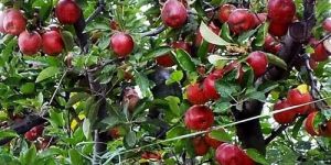 Kashmiri Apple Plant
