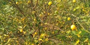 Kolkata Lemon Plant
