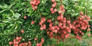 Litchi Plant