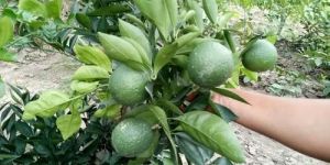 Malta Lemon Plant