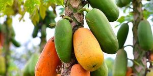 Papaya Plant