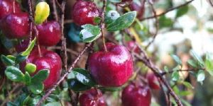 Red Apple Ber Plant