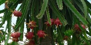 Red Dragon Fruit Plant