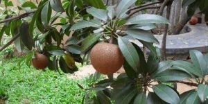 Sapodilla Plant