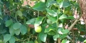 Sweet Lemon Plant