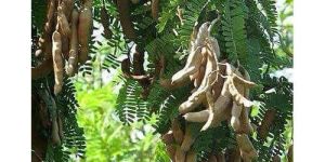 Tamarind Plant