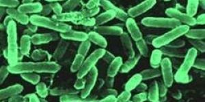 Bacillus Clausii (BACICLAU)