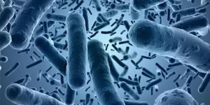 Lactic Acid Bacteria (LABSPORE)