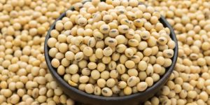 Soybean Seed